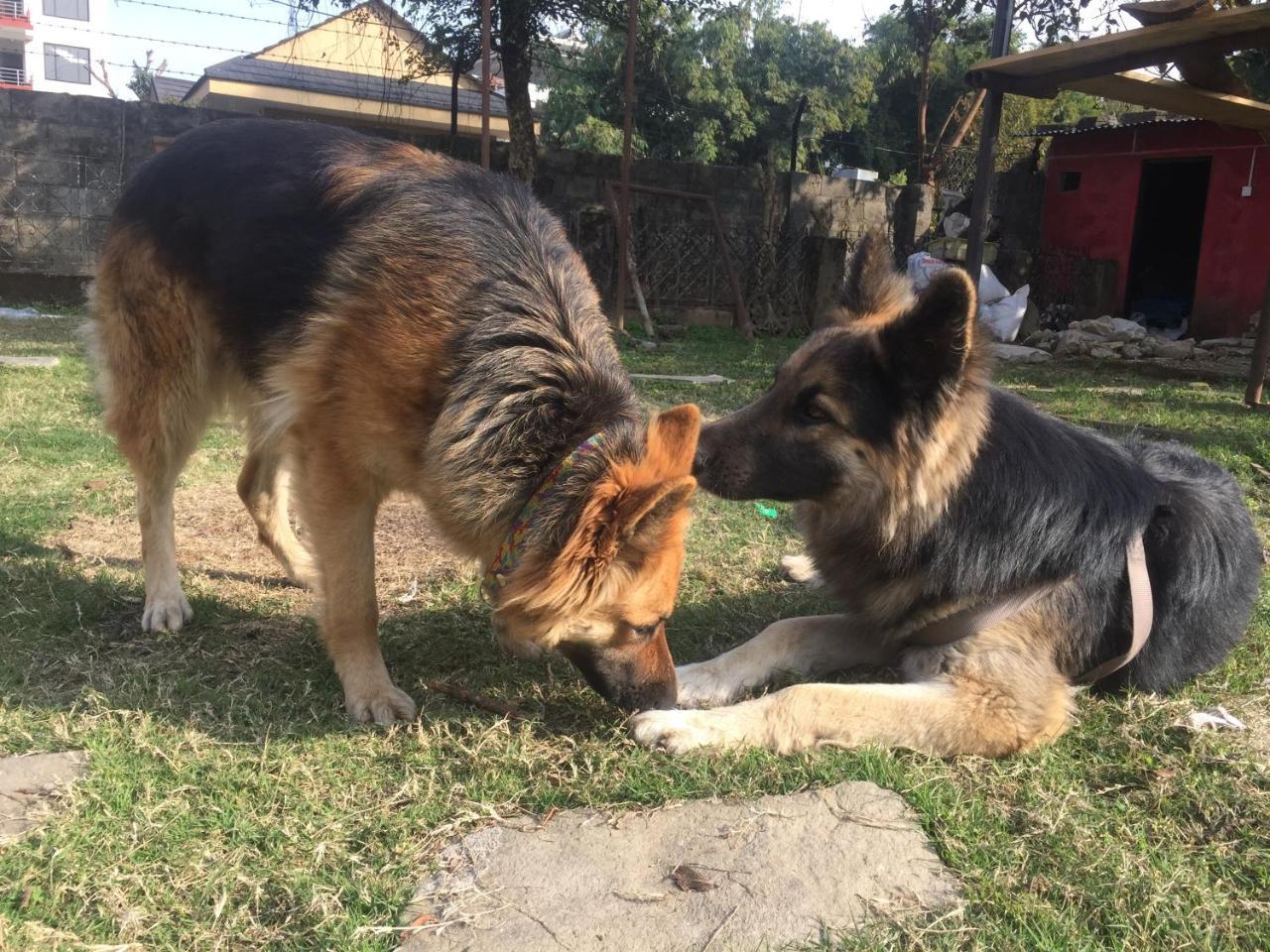 פוקהרה Nepalaya Eco Hostel מראה חיצוני תמונה